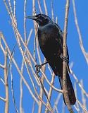 Grackle In A Tree_33436